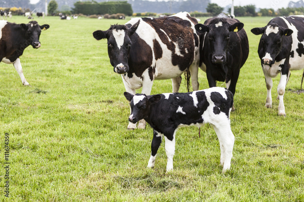 cow on grassland of New Zealand