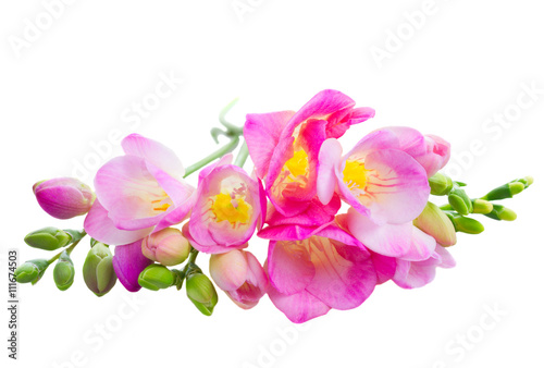 Fresh freesia flowers