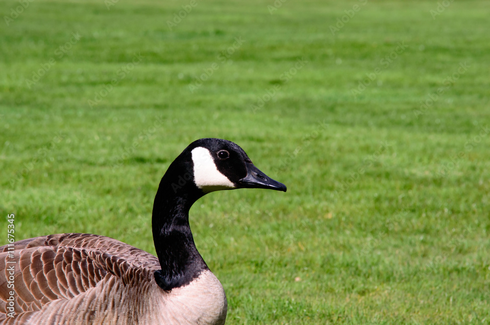 Canda goose closeup on the left and a fresh green grass background Canda goose closeup on the left and a fresh green grass background