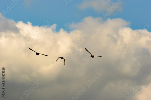 Mallard ducks silhouette flying to a cloud in the background