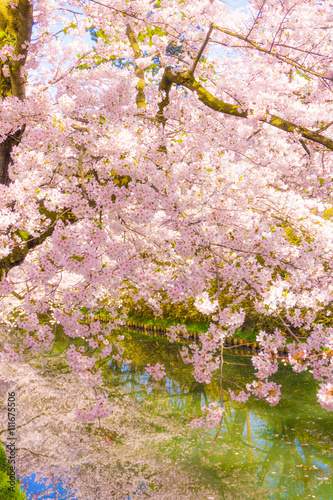 hirosaki park cherry brossom 弘前公園の桜  photo