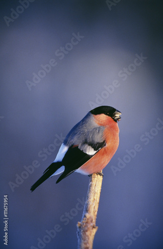 Bird perched on branch