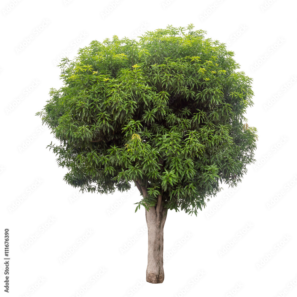 Fototapeta premium Isolated maogo tree on white background