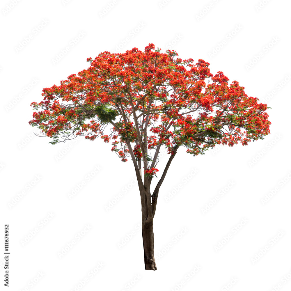 Isolated Flame tree on white background