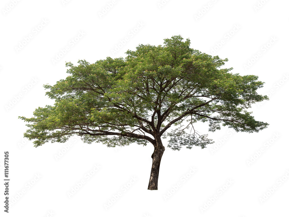 Obraz premium Isolated Raintree on white background
