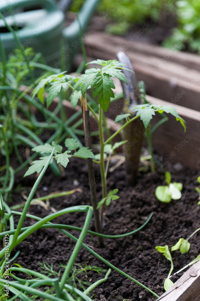 Tomato seedlings in the green house Tomato seedlings in the green house