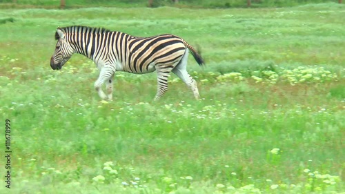 Zebra grazing in the field near the farm. She jumps over the creek and starts to run
