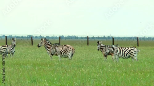 A herd of zebras grazing on the prairie on a green grass. Around them, the birds fly