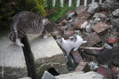 free roaming cats