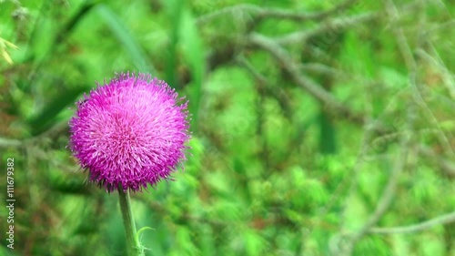 Wallpaper Mural Close-up of a thistle flower among the green grass Torontodigital.ca
