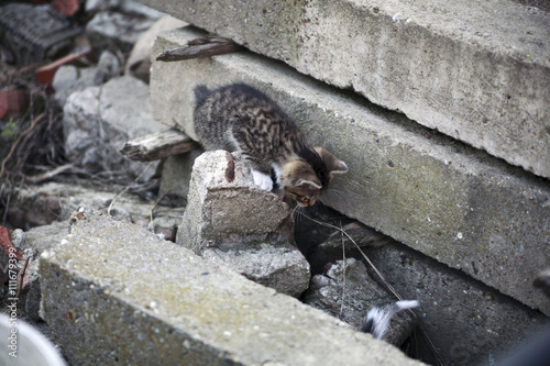 free roaming cats