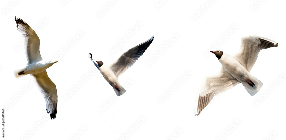 Fototapeta premium set of seagulls isolated