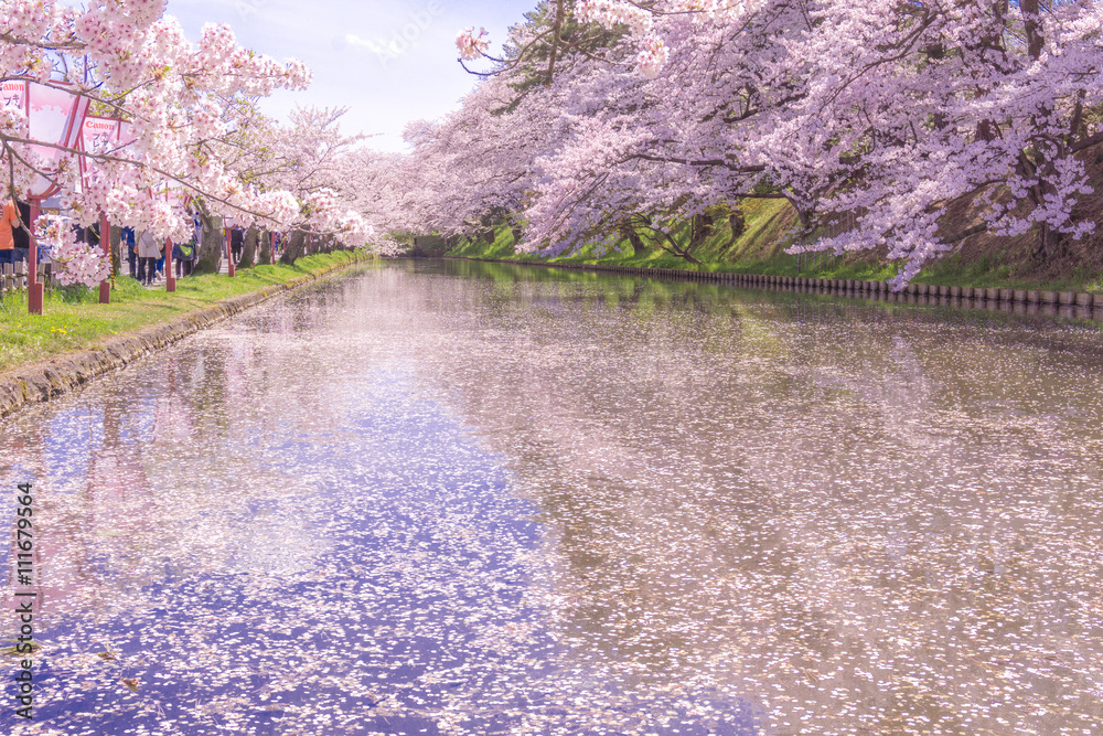 Fototapeta premium hirosaki park cherry brossom 弘前公園の桜