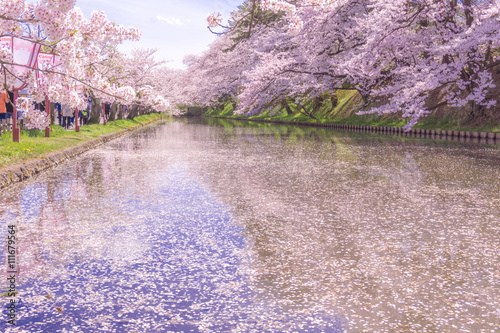 hirosaki park cherry brossom 弘前公園の桜