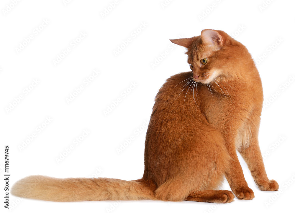 Somali cat isolated on white background Somali cat isolated on white background
