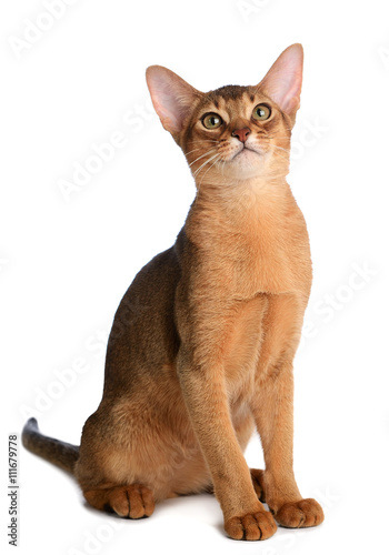 Abyssinian young cat isolated on white background