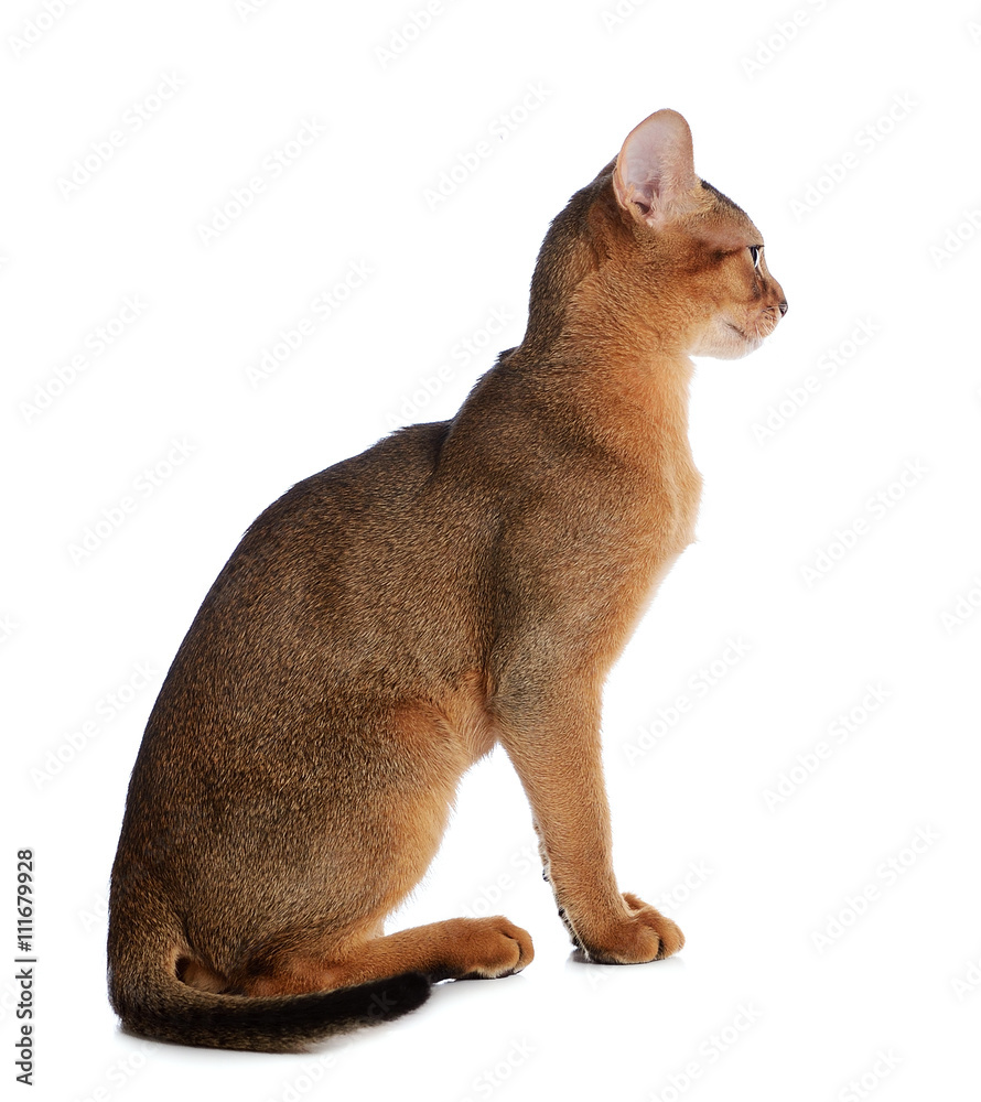 Abyssinian young cat isolated on white background Abyssinian young cat isolated on white background