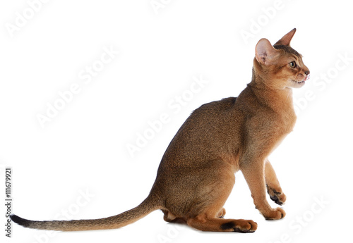 Abyssinian young cat isolated on white background