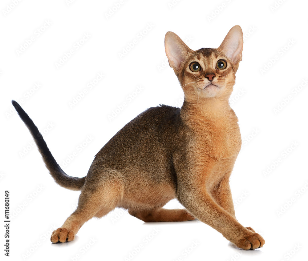 Abyssinian young cat isolated on white background Abyssinian young cat isolated on white background