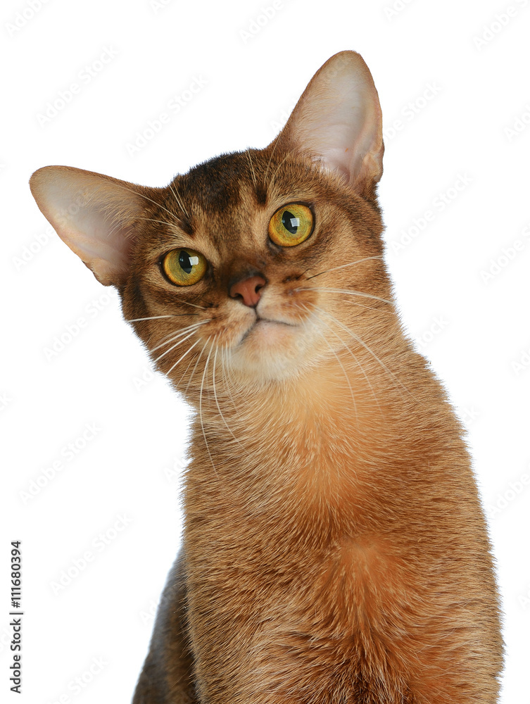 Abyssinian young cat isolated on white background