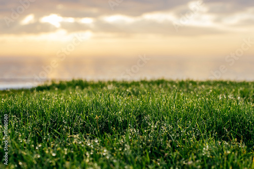 beautiful spring seascape with green grass in sunset or sunrise light 