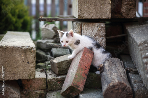 free roaming cats