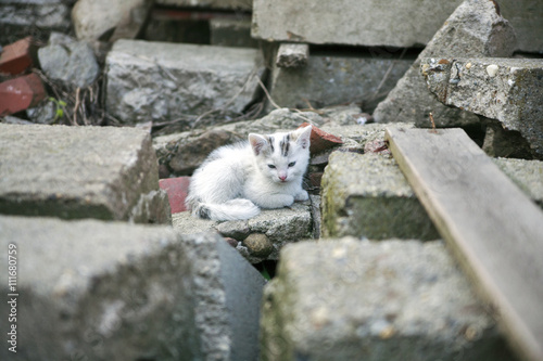 free roaming cats
