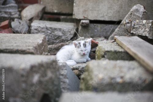 free roaming cats