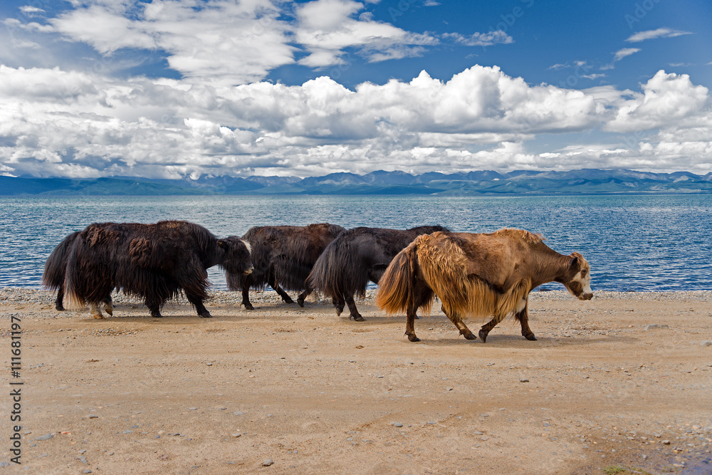 Naklejka premium Yaks on the shore of lake 