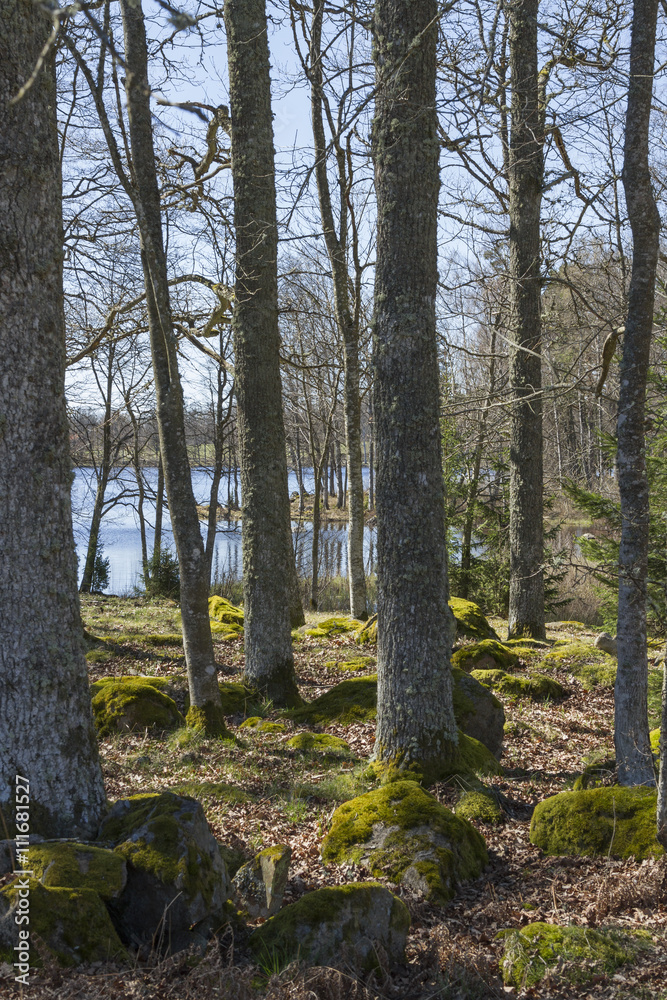 Fototapeta premium Beteshage vid strandkant till insjö