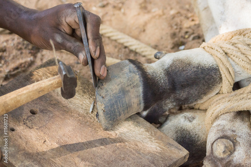 Chettinad, India - October 16, 2013: Blacksmith near Namunasamudran cleans buffalo foot. Action photo, focus on hands blacksmith and feet of animal.