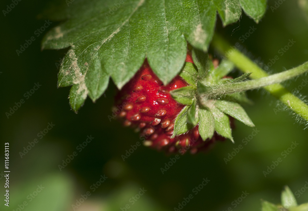 wild strawberry wild strawberry
