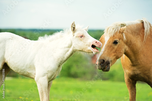  cream pony foal in the meadow with adult pony.