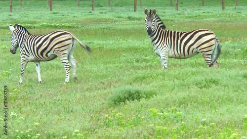 Wallpaper Mural Two zebras in the field. Standing in the green grass and looking at the camera Torontodigital.ca