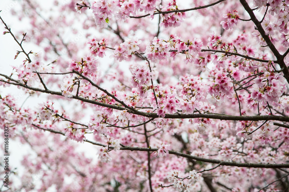 Cherry blossom, sakura flower in Japan Cherry blossom, sakura flower in Japan