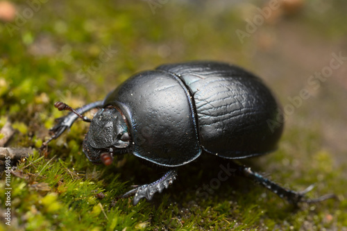 Dor beetle on ground © Henrik Larsson