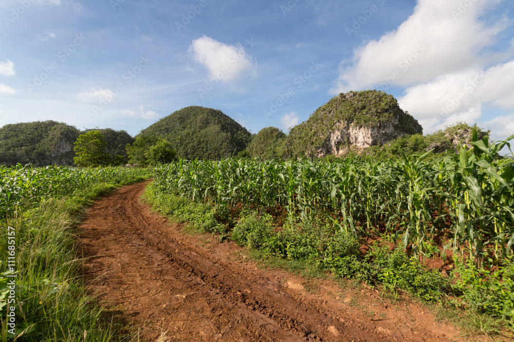Terrain road through tobacco fields in Vinales valley with the Mogotes on the background, Cuba Terrain road through tobacco fields in Vinales valley with the Mogotes on the background, Cuba