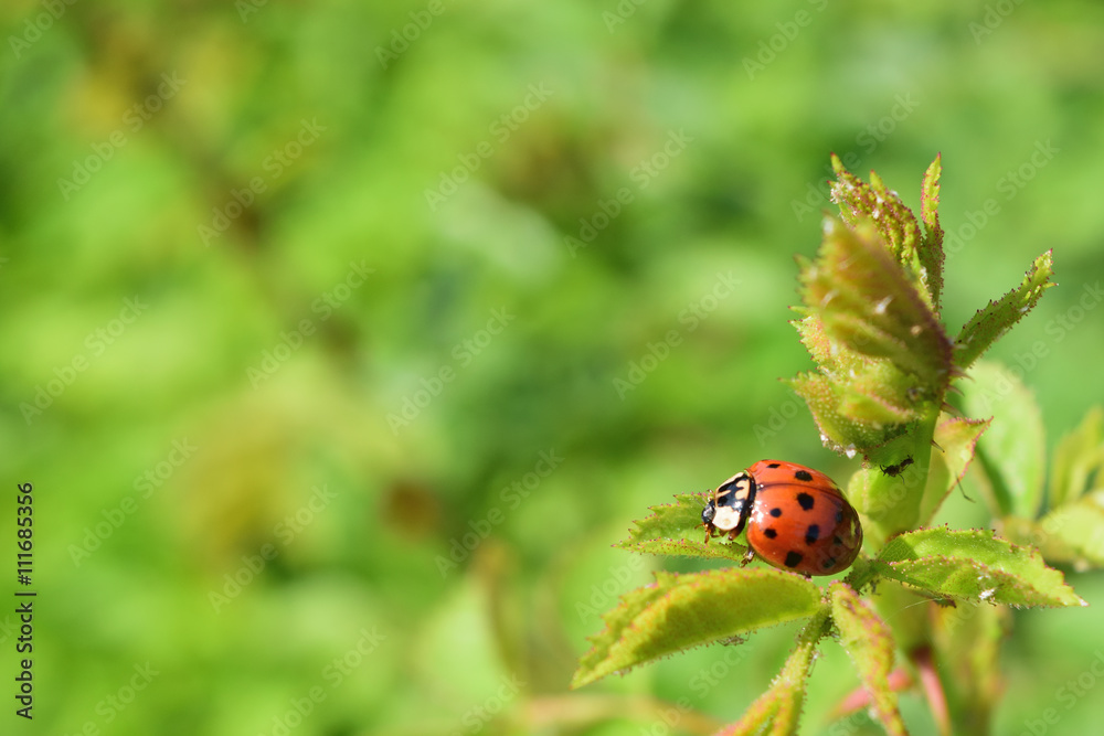 Ladybug Ladybug