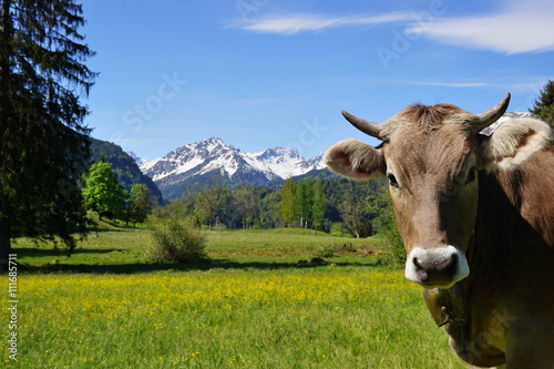 Kopf einer Kuh auf der Alpe im Gebirge