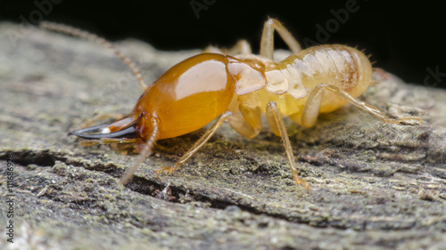 termite