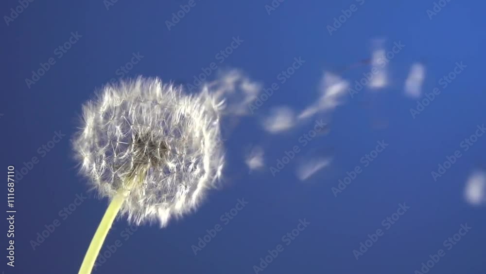 The wind blows away dandelion seeds  on blue chroma key background. Slow motion 240 fps. High speed camera shot. Full HD 1080p. Slowmo