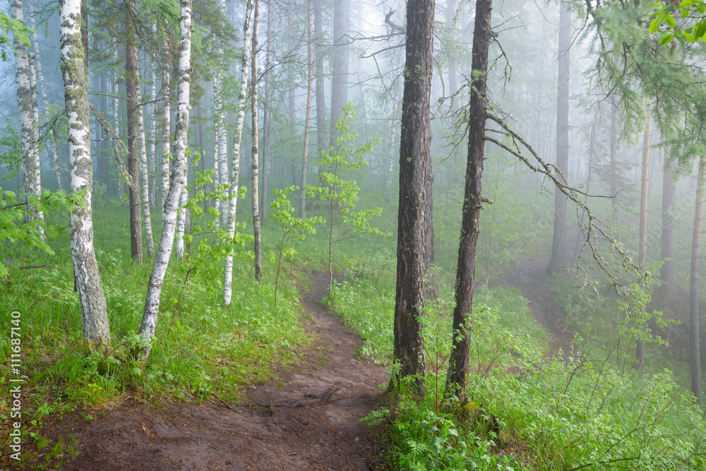 morning in the misty forest