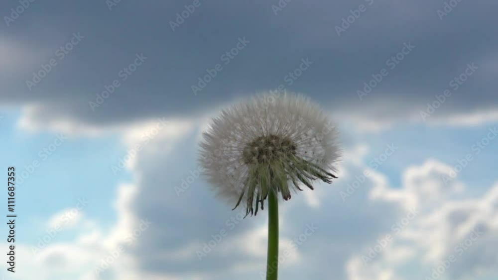 Dandelion opens against the sky. Dandelion seeds opens Time lapse. High speed camera shot. Full HD 1080p. Timelapse Dandelion opens against the sky. Dandelion seeds opens Time lapse. High speed camera shot. Full HD 1080p. Timelapse