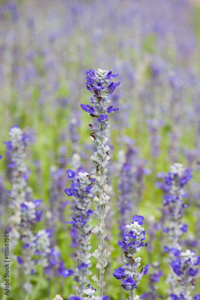 Flowers, lavender, nature, garden. Flowers, lavender, nature, garden.
