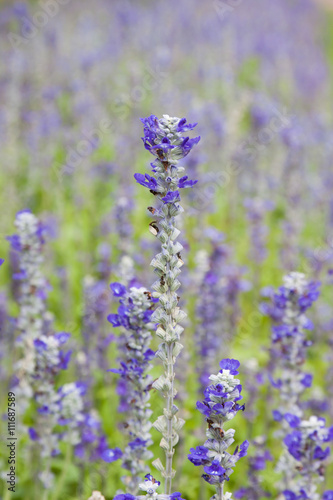 Flowers  lavender  nature  garden.