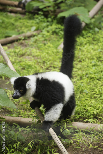 Black and white ruffed lemur