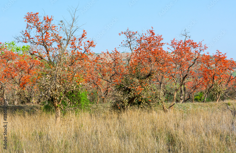 Fototapeta premium Blooms of Butea monosperma in Ranthambhore National Park, India 