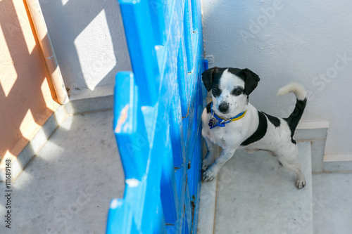 Little cute funny white dog with black spots standing near the blue fence on the steps of the streets of Oia or Ia, island Santorini, Greece