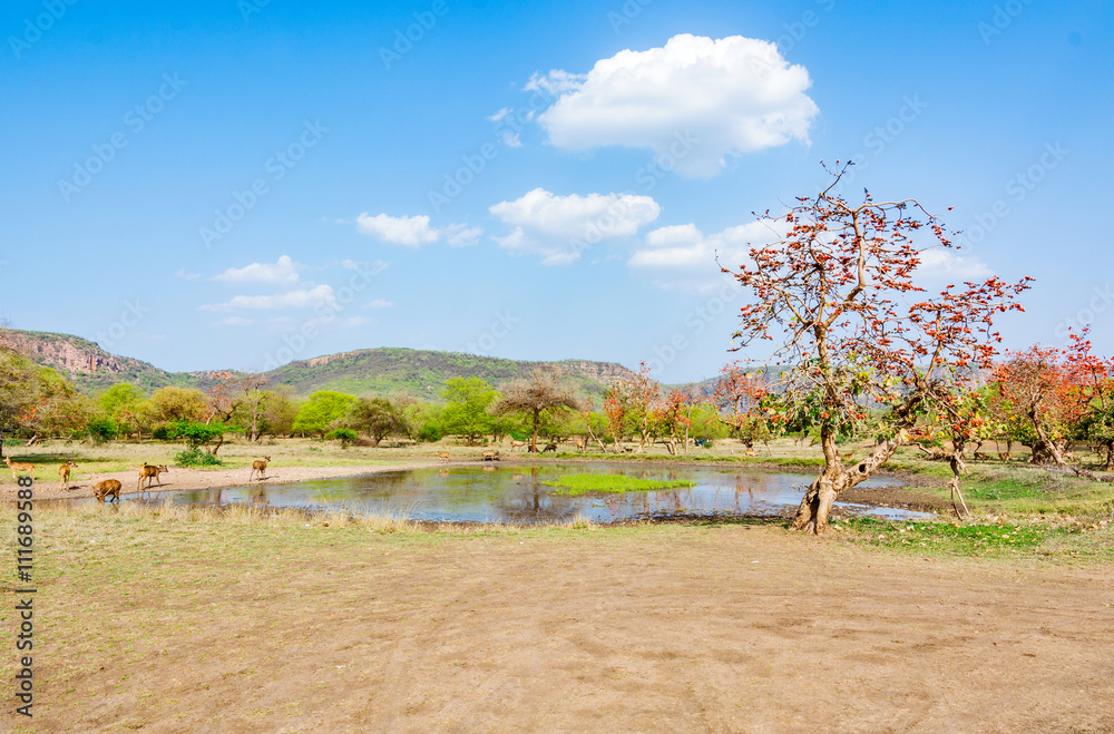 Naklejka premium pond in the midst of dried Grasssland in Ranthambhore National Park