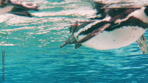 Several Humboldt Black and White Penguins Waving Wings and Float by the Camera in the Blue Water. Underwater 4k Uhd Video Shot. Habitats: Chile, Peru.